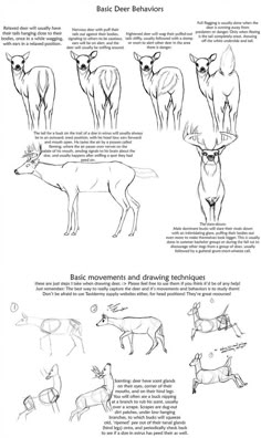 the basic instructions for how to draw deer