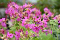 purple flowers are blooming in the garden