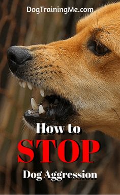 a dog with its mouth open and the words how to stop dog aggression written on it