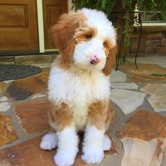 a brown and white dog sitting on top of a stone floor