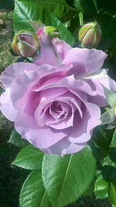 a pink rose is blooming in the sun with green leaves on it's stems