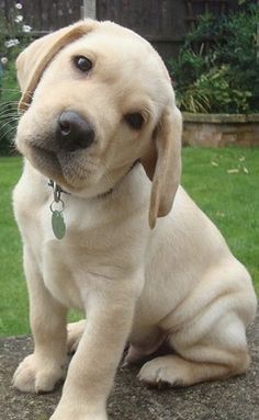 a white puppy sitting on top of a rock in front of a green yard and fence