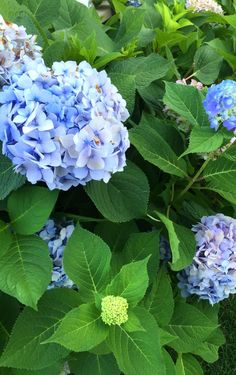 blue flowers with the words top 10 must - do's in maine