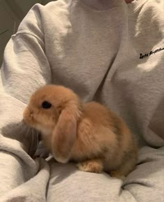 a small rabbit sitting on top of a person's lap while wearing a hoodie