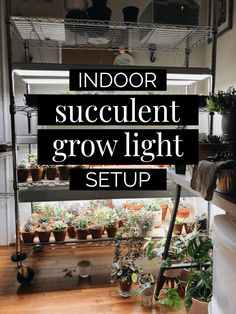 indoor succulent grow light setup with text overlay reading indoor succulent grow light setup