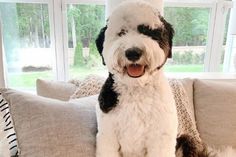 a black and white dog sitting on top of a couch next to a window in a living room