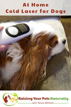 a brown and white dog laying on top of a couch next to a remote control