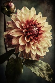 a large flower that is sitting in the middle of a plant with leaves on it