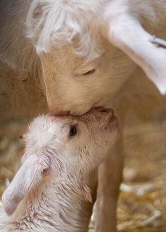 a baby goat is nursing from its mother