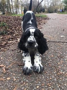 a black and white dog standing on top of a dirt road next to leaves covered ground