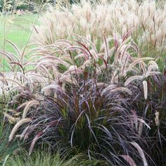 some very pretty purple and white plants in the grass