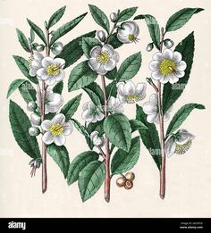 an illustration of some white flowers and green leaves on a tree branch - stock image