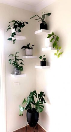 there are many plants in the corner of this room and one is hanging on the wall