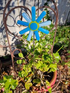 a blue and yellow flower sitting on top of a potted plant