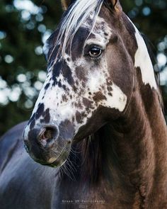 a brown and white horse standing in front of some green trees with its head turned to the side