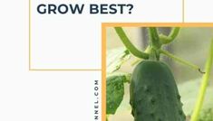 a cucumber growing in the ground with text that reads, what's the best grow best?