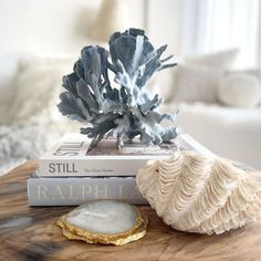 a table topped with books and a sea urchin