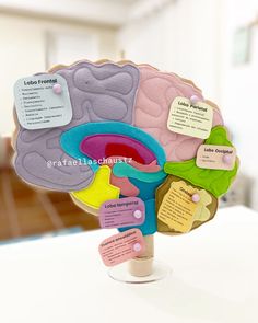 a model of the human brain with labels on it