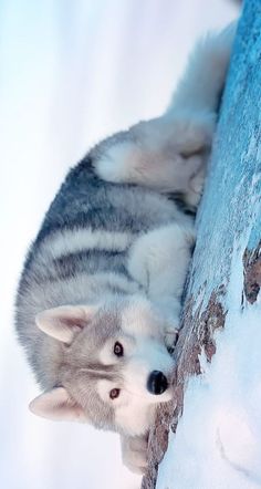 a husky dog laying on top of a snow covered ground next to a blue wall