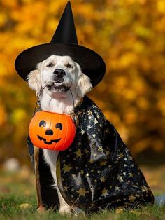 a dog dressed up as a witch with a pumpkin