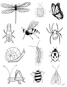 This product is a digital downloadable hand drawn insect chart. It is the perfect addition to any home! (Does not come framed) Simple Insect Drawing, Easy Bug Drawing, Simple Bug Drawing, Bug Drawing Insects, Insect Drawing Simple, Bugs Drawing Sketches, Bug Drawing Simple, Cute Bug Drawing, Insect Doodles