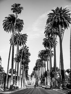 black and white photograph of palm trees lining the street in front of a person on a bike