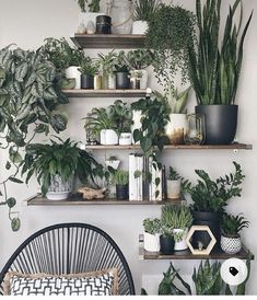 some plants are sitting on shelves above a chair