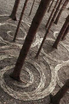 an aerial view of some trees in the woods with circles drawn on it's bark