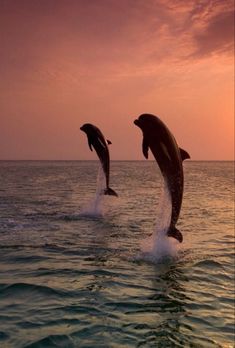 two dolphins jumping out of the water at sunset