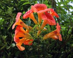 an orange flower is blooming in the middle of some green leaves and trees behind it