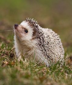 a small hedgehog sitting in the grass looking up