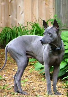 a gray dog standing on top of a grass covered field next to a wooden fence