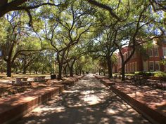 the walkway is lined with benches and trees