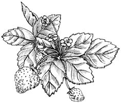 a branch with berries and leaves, vintage line drawing or engraving illustration