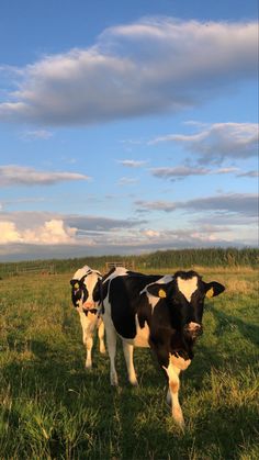 two black and white cows are standing in the grass on a sunny day with clouds overhead