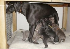 a large black dog standing on top of a bed next to puppies under a table