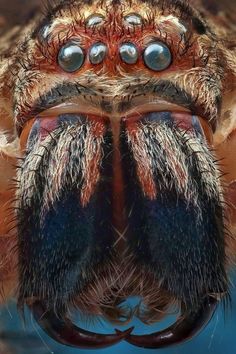 a close up view of the eyes and head of a jumping spider with long legs