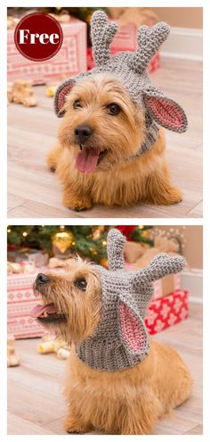 a dog wearing a knitted bunny hat