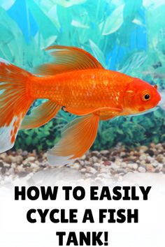 an orange fish with the words how to easily cycle a fish tank on it's side