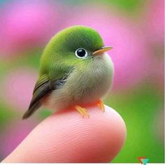 a small green bird sitting on top of a persons finger