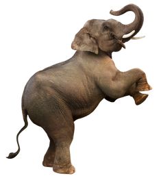 an elephant standing on its hind legs with it's trunk in the air