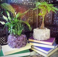 three books stacked on top of each other next to a plant in a potted planter