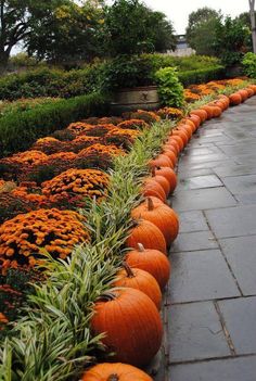 many pumpkins are lined up along the walkway