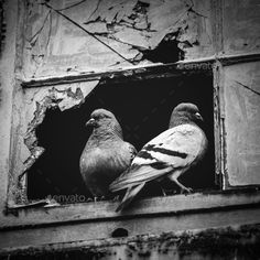 two pigeons looking out the window of an old building in black and white, with peeling paint