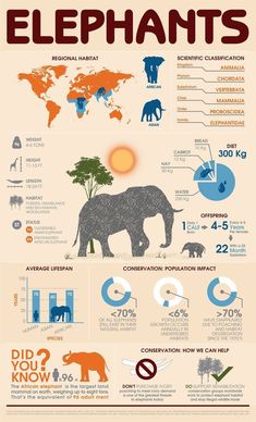 an info poster with elephants and other animals in different colors, sizes and numbers on it