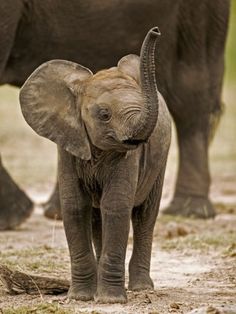 an elephant is standing in the dirt near other elephants