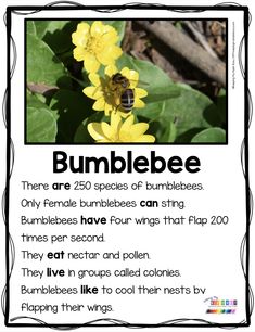 a bee on a flower with the words bumblebee