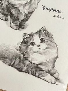 two pencil drawings of cats sitting next to each other