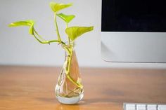 a plant in a glass vase on a table next to a computer monitor and keyboard