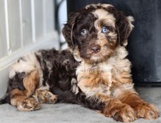 a small brown and black dog laying on the ground next to a trash can with blue eyes